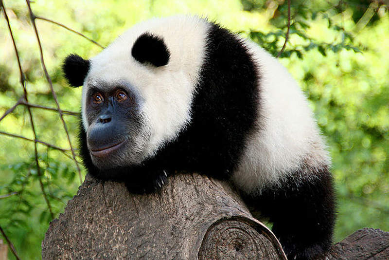 基因不能完成的都交給《Photoshop合成獸》藍星神秘動物你喜歡哪個? 基因不能完成的都交給《Photoshop合成獸》藍星神秘動物你喜歡哪個?
