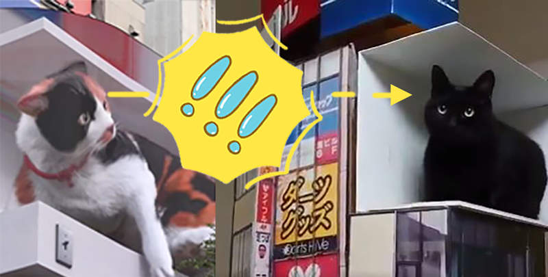 《新宿的巨大貓》變成黑貓〝黑科技〞還會飛出畫面?太恐怖〣。。。才怪❤ 《新宿的巨大貓》變成黑貓〝黑科技〞還會飛出畫面?太恐怖〣。。。才怪❤