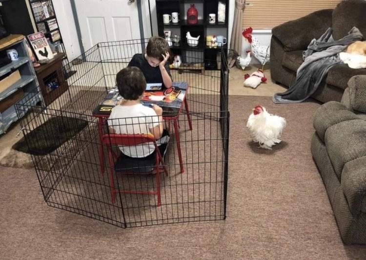 各式各樣《讓人看了覺得傻眼的場景》小時候用鐵籠圍起來長大就可以去打比賽(誤)