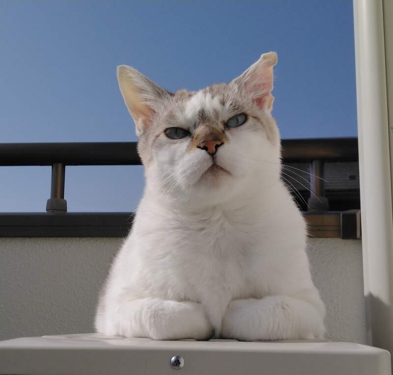 網友分享《防止貓咪爬上冷氣對策》人類做了很多嘗試但往往都是做白工