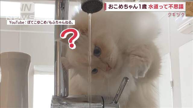 驚人特技《頭轉90度的白貓》是不是好奇為什麼水龍頭會有水水跑出來呢? 驚人特技《頭轉90度的白貓》是不是好奇為什麼水龍頭會有水水跑出來呢?