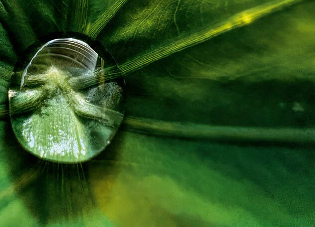 微距攝影《Shot on iPhone Challenge》使用「iPhone 13 Pro」拍出最佳微距照片作品分享 微距攝影《Shot on iPhone Challenge》使用「iPhone 13 Pro」拍出最佳微距照片作品分享