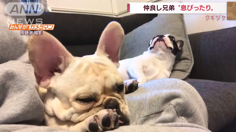 奇蹟的同步《一起打哈欠的法鬥犬》看著看著我也打了一個哈欠XD 奇蹟的同步《一起打哈欠的法鬥犬》看著看著我也打了一個哈欠XD