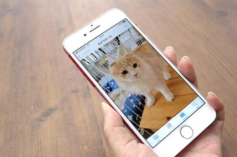 網友分享《滿滿貓照片的老公手機》其實他...原本是個狗狗愛好者 網友分享《滿滿貓照片的老公手機》其實他...原本是個狗狗愛好者