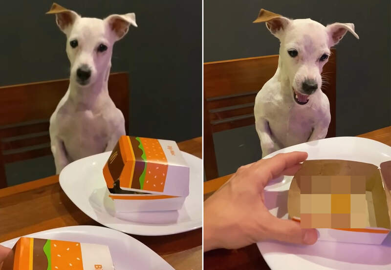 網友實測《狗狗是不是會不爽》恩~我想汪星人是看得懂的喔