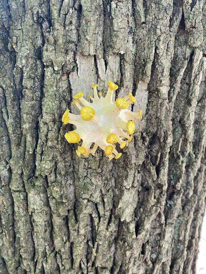 網友分享《終極看錯畫面》這蘑菇是不是有點像新冠肺炎的細菌啊? 網友分享《終極看錯畫面》這蘑菇是不是有點像新冠肺炎的細菌啊?