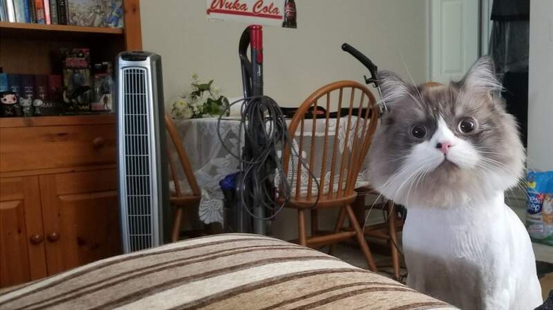 網友分享《 寵物修毛搞笑照 第二彈》喵星人表示：看看你們人類做的好事