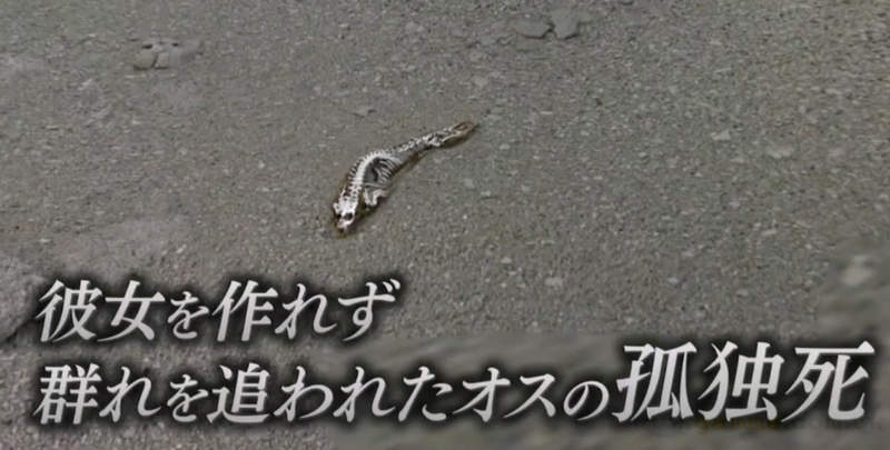 《交不到女朋友而孤獨死》南極海豹骨骸的悲哀真相 日本網友們彷彿看到了未來的自己