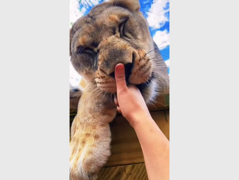 幸福的瞬間《按按各種大貓的鼻子》這種機會可不是普通人能遇到的~