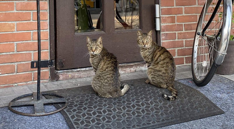 《備受貓咪喜愛的咖啡廳》沒開店卻還在苦苦等候 該怎麼告訴牠們臨時休息呢? 《備受貓咪喜愛的咖啡廳》沒開店卻還在苦苦等候 該怎麼告訴牠們臨時休息呢?