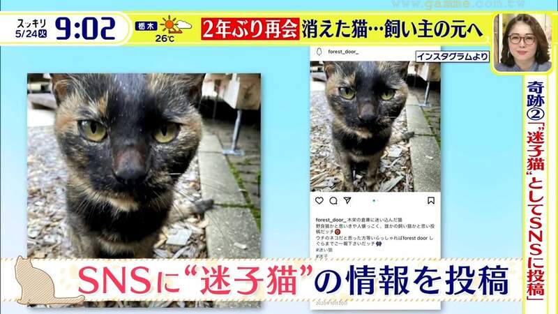 《失蹤2年的貓回來了》七七四十九天法會都辦了 奇蹟似地巧合幫助飼主找到牠  《失蹤2年的貓回來了》七七四十九天法會都辦了 奇蹟似地巧合幫助飼主找到牠