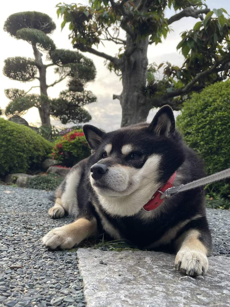 網路犬明星《黑柴拒否犬》今天不想走或是感覺不對就會跟主人鬧脾氣