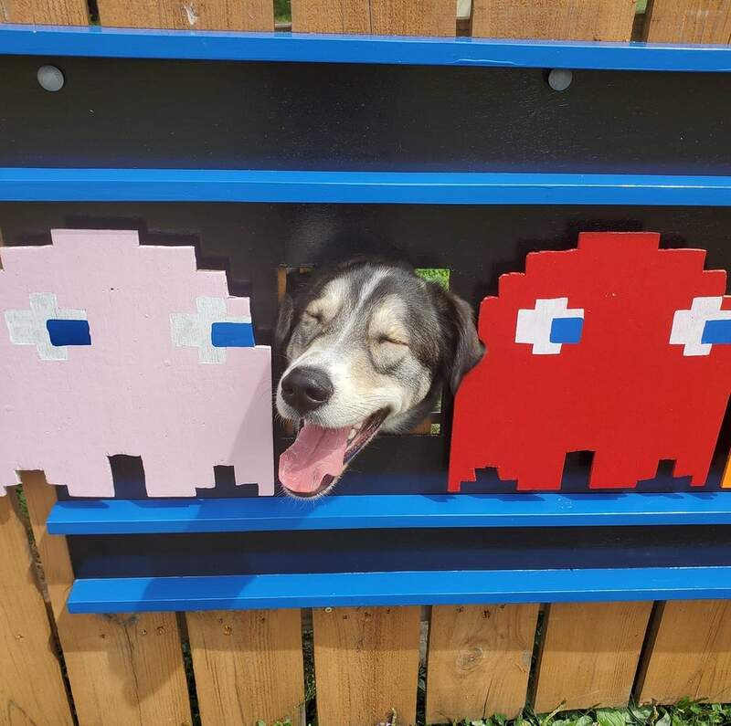 萌犬專用《挖洞拍照看板》附近的鄰居都很開心,因為天天都有狗狗鑽出來給你看 萌犬專用《挖洞拍照看板》附近的鄰居都很開心,因為天天都有狗狗鑽出來給你看