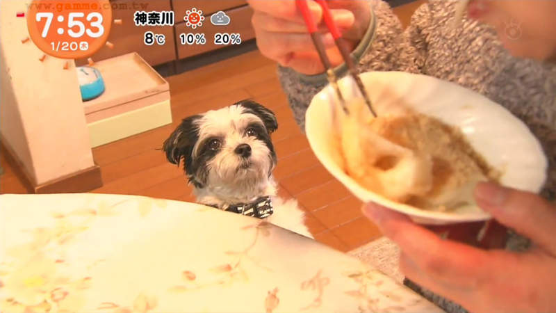 《超愛舔黃豆粉的狗》看到有人在吃麻糬就抓狂 飼主總要給牠一碗舔到爽 《超愛舔黃豆粉的狗》看到有人在吃麻糬就抓狂 飼主總要給牠一碗舔到爽