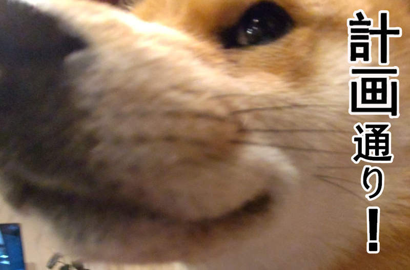 回到家發現《搗蛋後裝乖的狗狗》肯定不會被主人發現吧(笑)