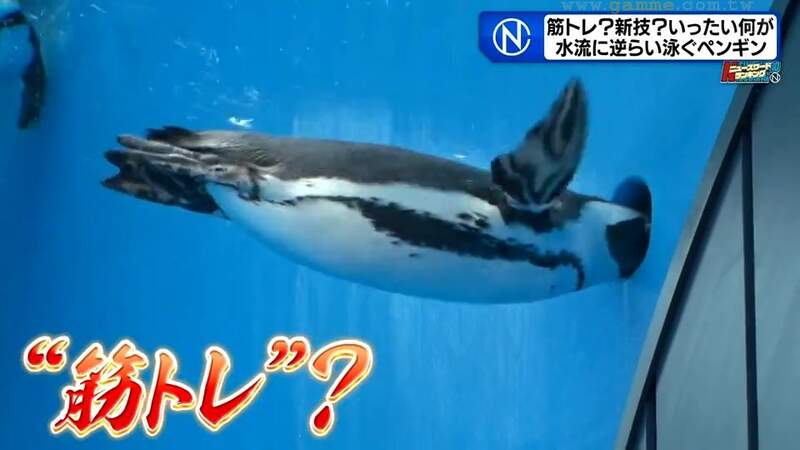 《一直想往洞裡鑽的企鵝》日本水族館怪現象大流行 企鵝之間掀起了重訓熱潮? 《一直想往洞裡鑽的企鵝》日本水族館怪現象大流行 企鵝之間掀起了重訓熱潮?