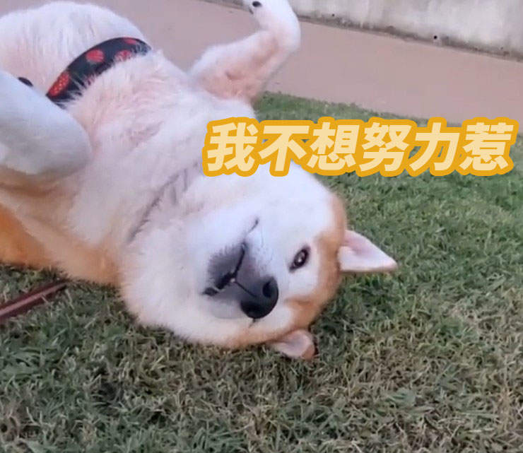 出門散步就會裝死的《柴犬なな》賴皮起來就是四腳朝天半小時... 出門散步就會裝死的《柴犬なな》賴皮起來就是四腳朝天半小時...