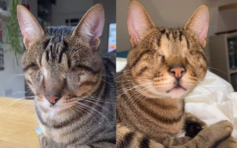 不幸失去雙眼《失明的貓》Dmitri飼主讓牠活出精彩TikTok網紅喵生!