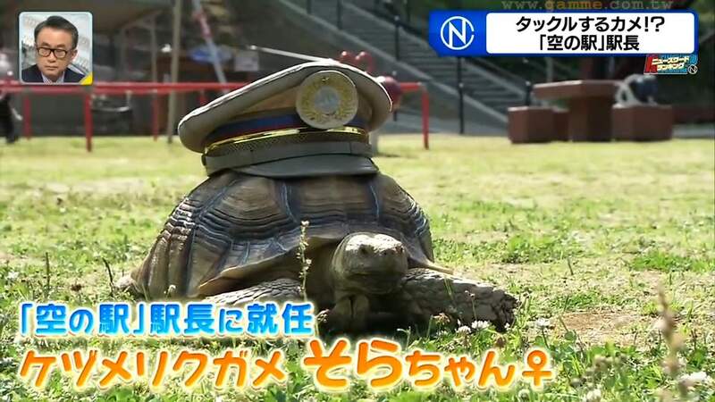 《超人氣象龜站長小空》生性溫馴大受觀光客歡迎 唯有看到「某個東西」會發飆……? 《超人氣象龜站長小空》生性溫馴大受觀光客歡迎 唯有看到「某個東西」會發飆……?