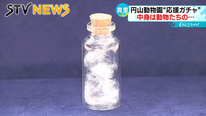 札幌市圓山動物園推出《動物毛髮扭蛋》抽一次就有機會中北極熊的毛毛!? 札幌市圓山動物園推出《動物毛髮扭蛋》抽一次就有機會中北極熊的毛毛!?