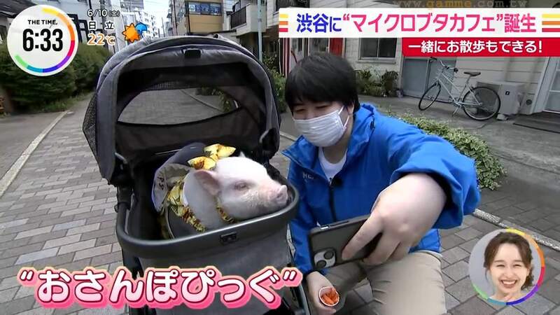 《東京新開幕迷你豬咖啡廳》在都市叢林親近可愛豬豬 帶豬上街散步成了最大的賣點 《東京新開幕迷你豬咖啡廳》在都市叢林親近可愛豬豬 帶豬上街散步成了最大的賣點