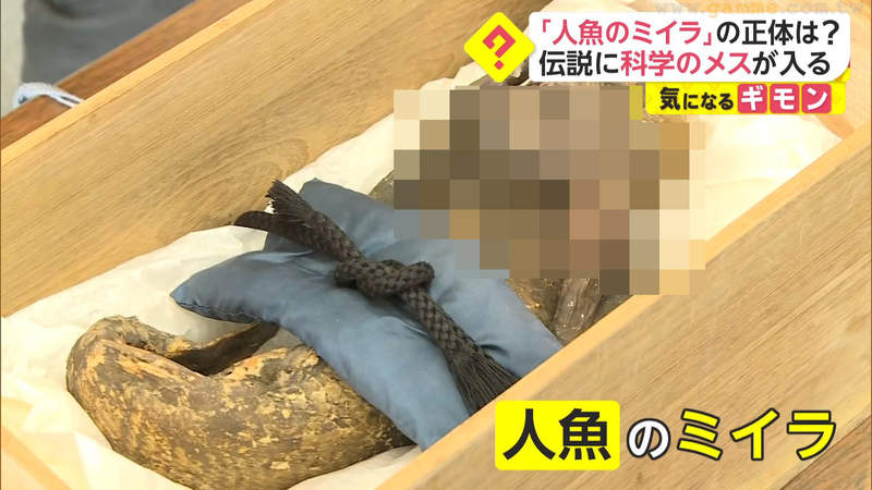 《300年前的人魚木乃伊》號稱吃了人魚肉可以長生不老?日本要探究傳說是真是假 《300年前的人魚木乃伊》號稱吃了人魚肉可以長生不老?日本要探究傳說是真是假