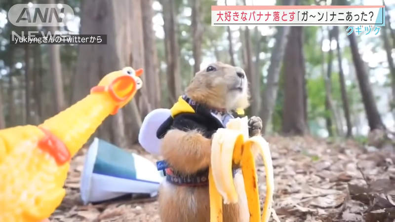 一二三木頭人《吃香蕉吃到一半定住的土撥鼠》感覺怪怪的總之先定格就對了 一二三木頭人《吃香蕉吃到一半定住的土撥鼠》感覺怪怪的總之先定格就對了