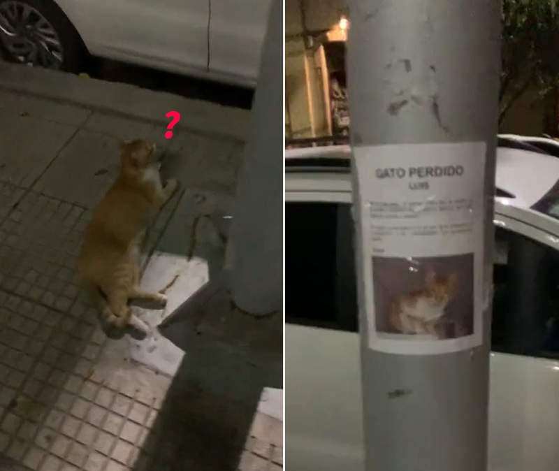 《在尋貓啟事旁找到迷路的貓》連電影都不會出現的巧合,結果在現實生活中出現了 《在尋貓啟事旁找到迷路的貓》連電影都不會出現的巧合,結果在現實生活中出現了