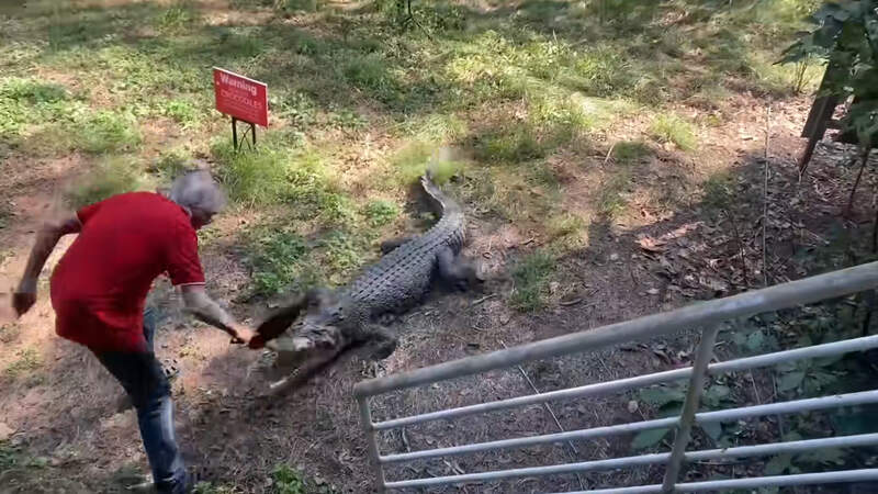 這不是魔物獵人《旅館老闆用平底鍋擊退鱷魚》但是影片被網友配上MH的BGM也無違和XD 這不是魔物獵人《旅館老闆用平底鍋擊退鱷魚》但是影片被網友配上MH的BGM也無違和XD