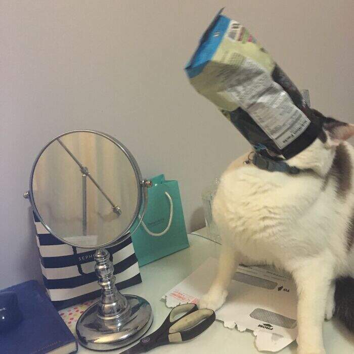 網友分享《各種想偷吃食物的毛孩照片》一天下來最皮愛搗蛋的就是牠們 網友分享《各種想偷吃食物的毛孩照片》一天下來最皮愛搗蛋的就是牠們