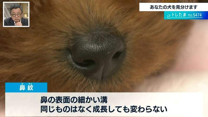 《狗狗鼻紋認證APP》掃鼻子就知道是家的狗狗 尋找走失愛犬超方便 《狗狗鼻紋認證APP》掃鼻子就知道是家的狗狗 尋找走失愛犬超方便