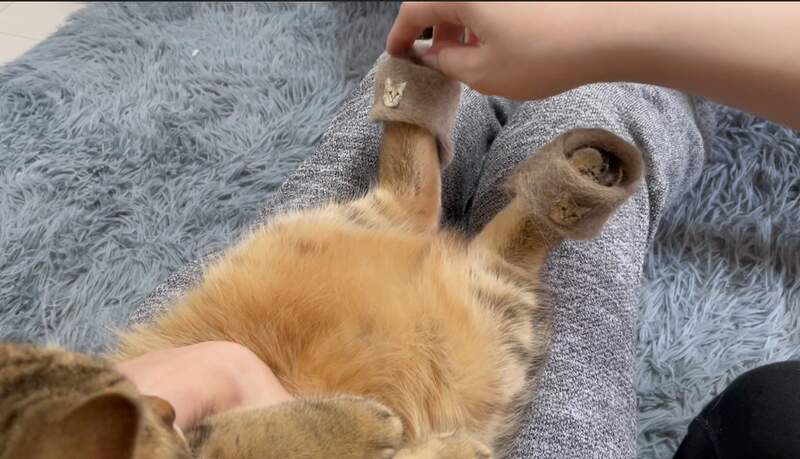 日本網友用貓毛製作《喵星人小小拖鞋》超迷你的樣子不但合腳又可愛 日本網友用貓毛製作《喵星人小小拖鞋》超迷你的樣子不但合腳又可愛