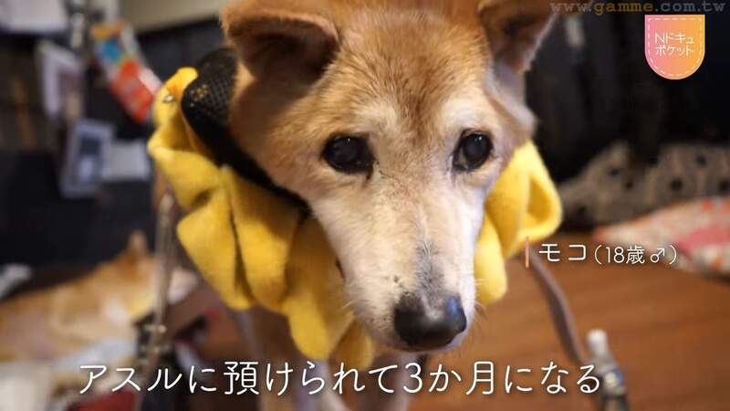 《日本老狗安養中心》胃癌飼主難以照顧失智愛犬 專人貼心陪牠走過最後一程 《日本老狗安養中心》胃癌飼主難以照顧失智愛犬 專人貼心陪牠走過最後一程