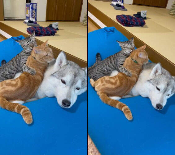 我只是個局外人《趴在狗上相親相愛的貓》哈士奇一臉無奈的表情超好笑