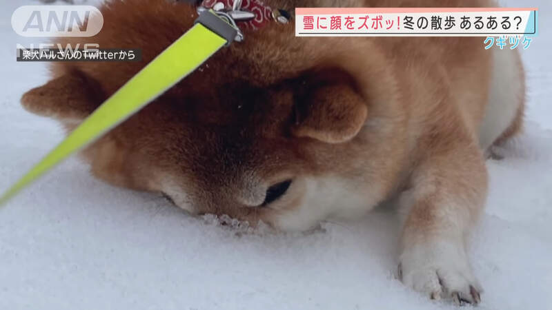 不想回家的柴犬《終極絕招雪地埋臉》我還想玩不要帶我回家