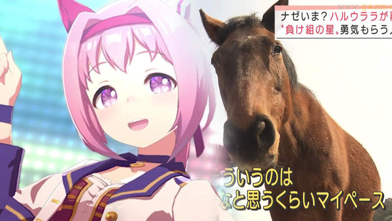 《113戰0勝的名馬春麗》因為賽馬娘再次成為注目焦點 不放棄的精神引發年輕人共鳴