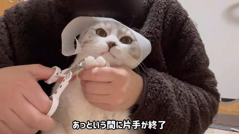 網友實驗《在貓貓頭上放滾輪貼》喵星人就會乖乖的讓你剪指甲 網友實驗《在貓貓頭上放滾輪貼》喵星人就會乖乖的讓你剪指甲