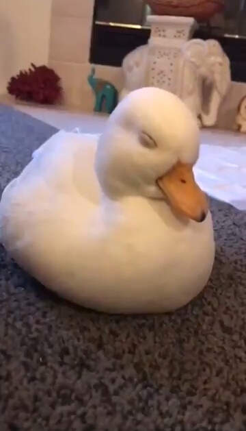 一萬人瘋狂轉推《鴨鴨打瞌睡畫面》鴨子〝度估〞的模樣也太療癒惹