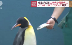 《企鵝挑食不吃便宜的魚》飼育員努力勸牠們張嘴超辛苦